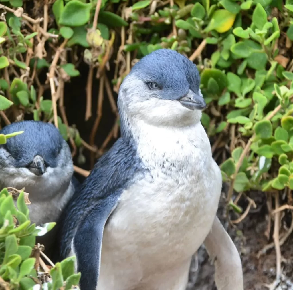 Penguin Parade