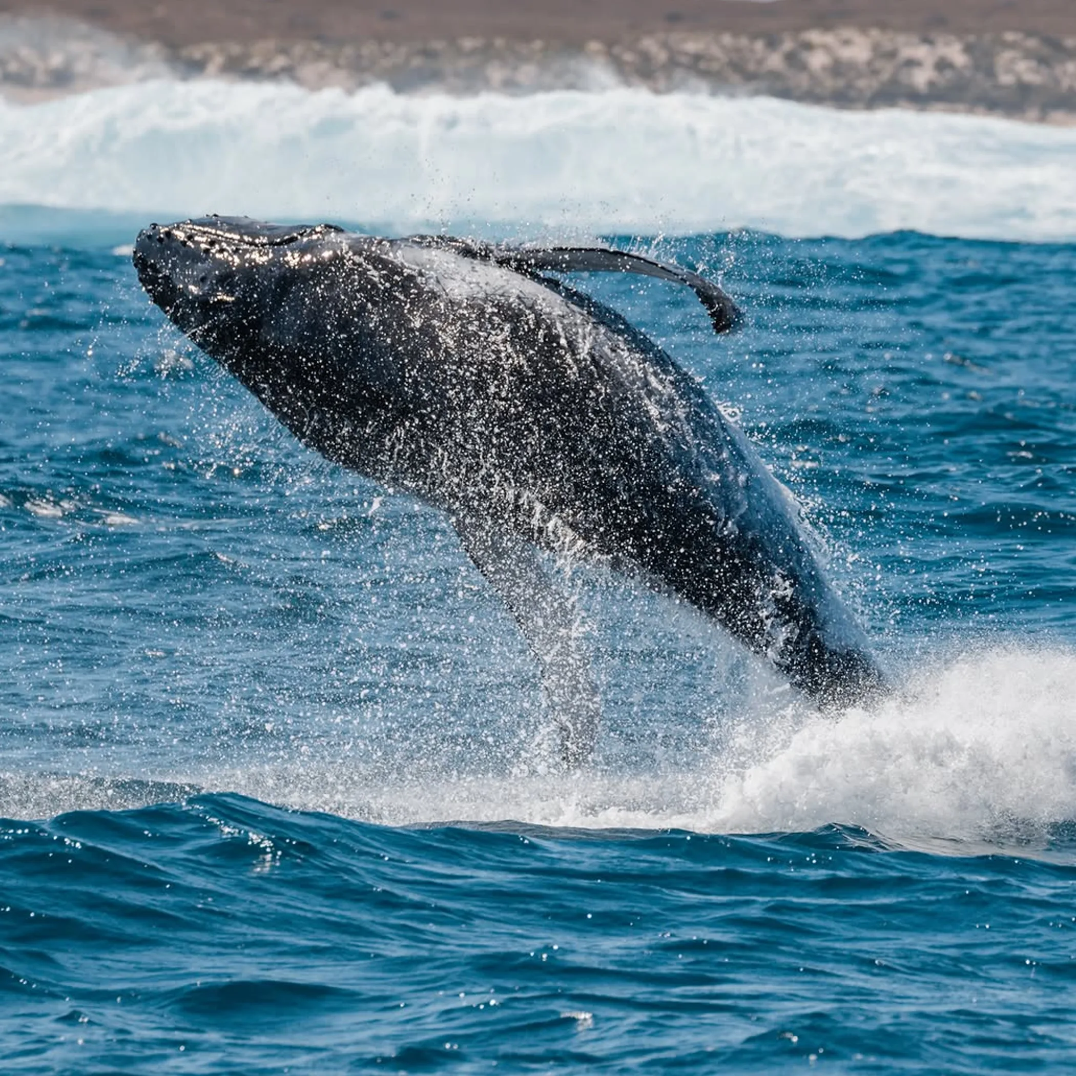 snorkellers in sheltered ningaloo reef lagoon