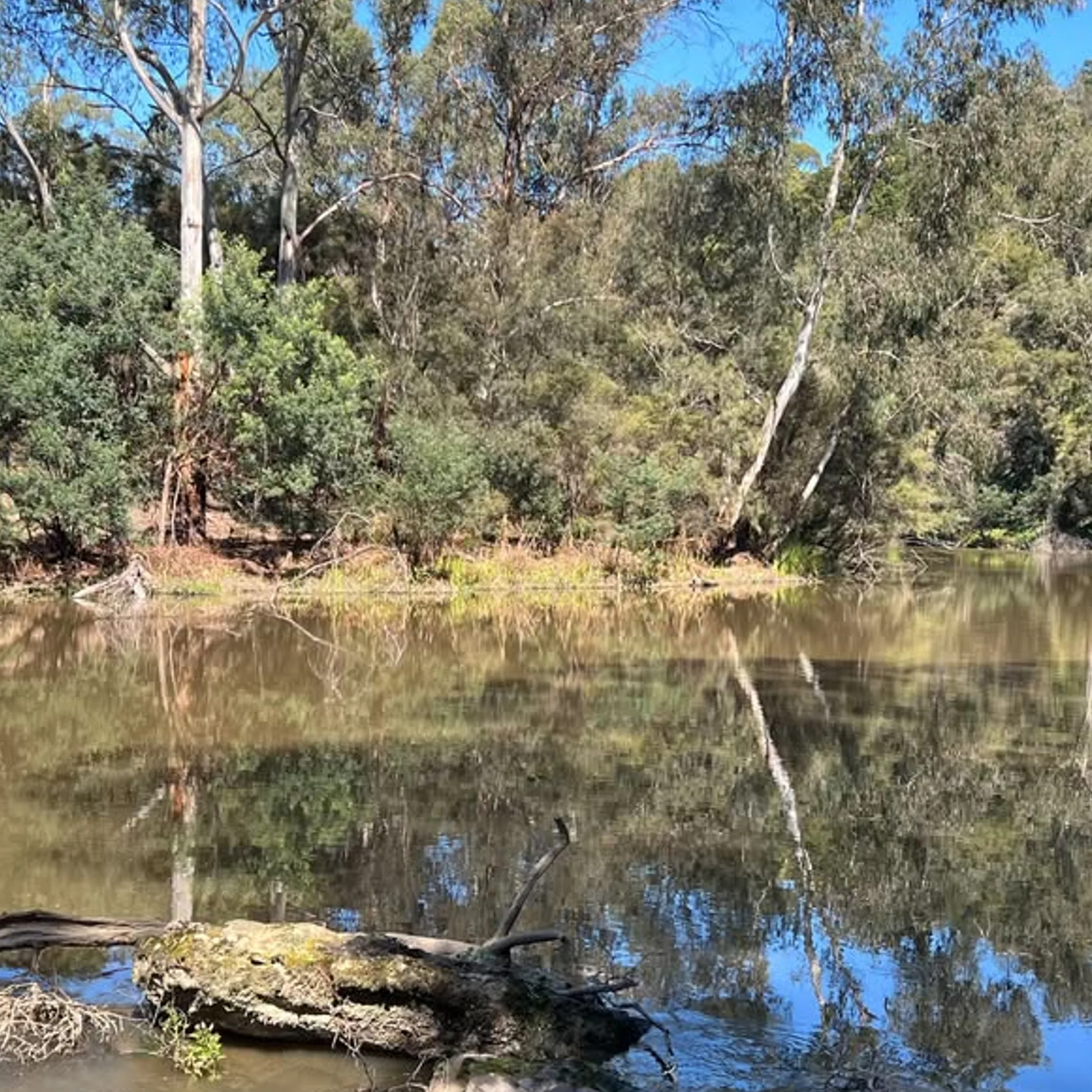 river and sunny bushland